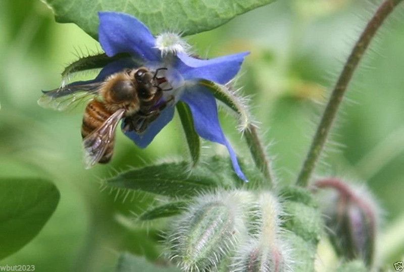 VibeX ® XXL-51 Blue Borage(Borago officinalis) Seed  (100 per packet)
