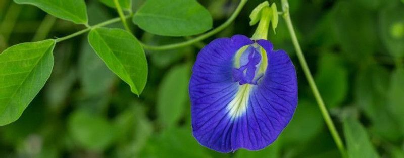 greennursery Aparajita/ Butterfly Pea Plant  (Hybrid, Pack of 1)