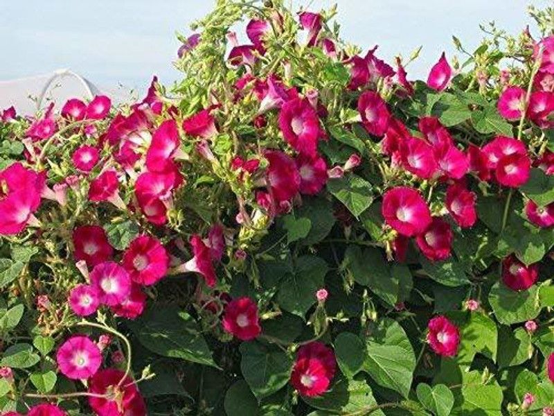 KANAYA Morning Glory Hybrid Flower Seed  (47 per packet)