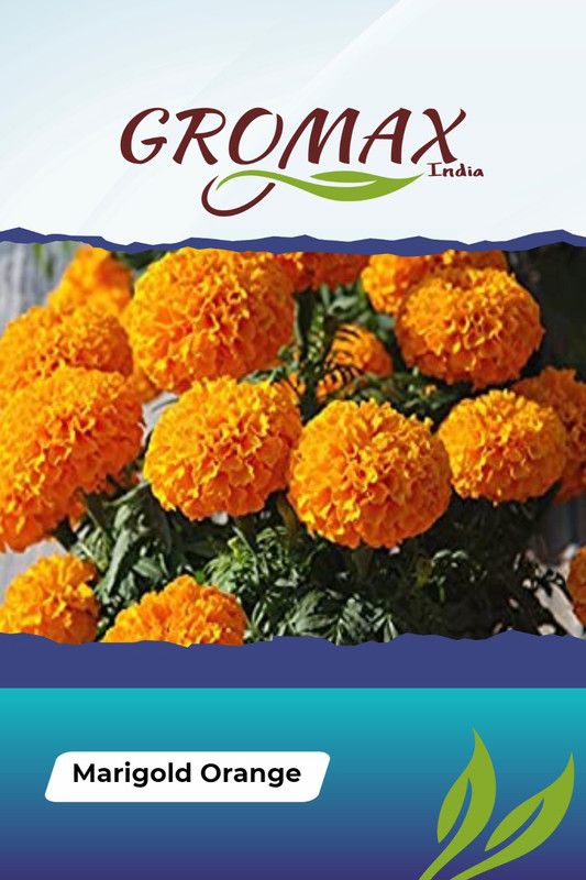 Gromax India Marigold Orange Seed  (40 per packet)
