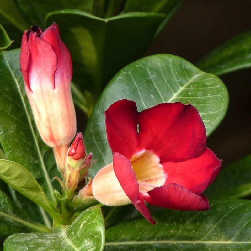 VibeX HUA-48 - Adenium Desert Rose - (35 Seeds) Seed  (35 per packet)