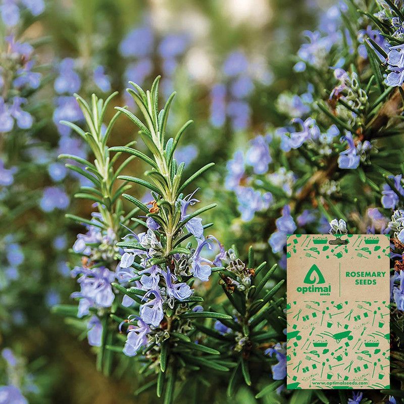 Optimal Seeds Rosemary Seed  (10 per packet)