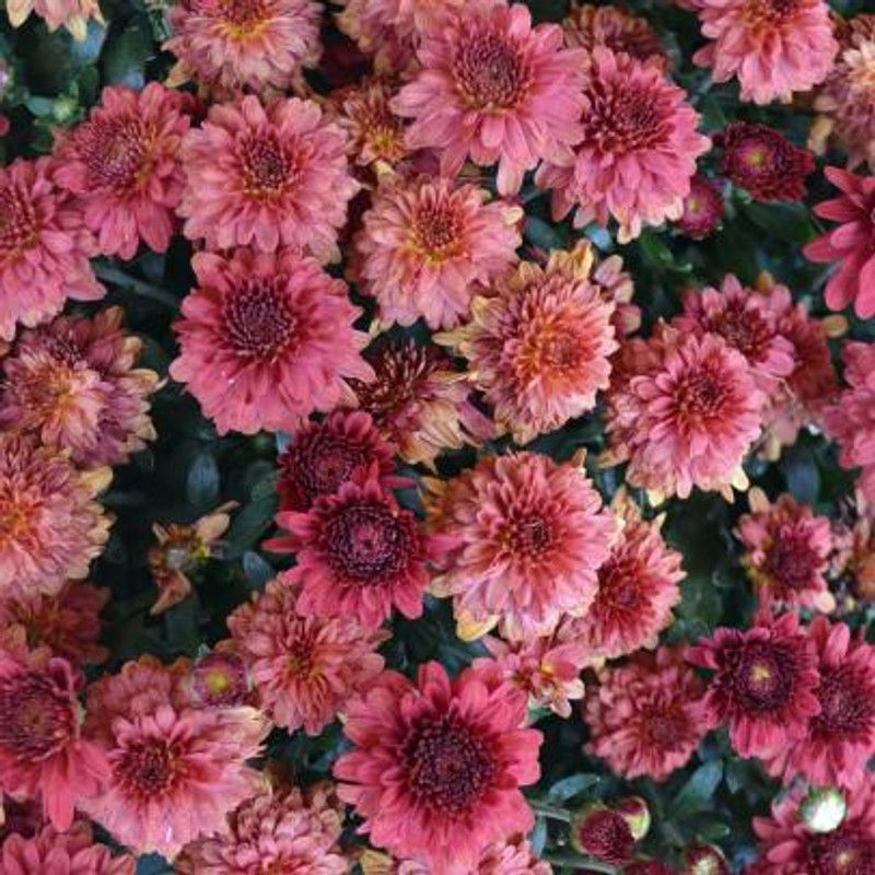 PMB Exotic chrysanthemum Seed  (20 per packet)