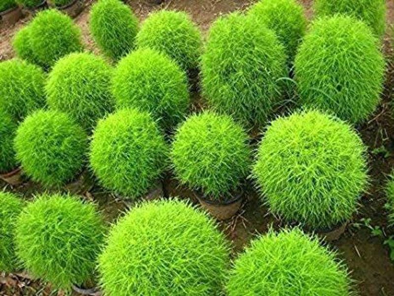 Paudha Hybrid Kochia Seed  (115 per packet)