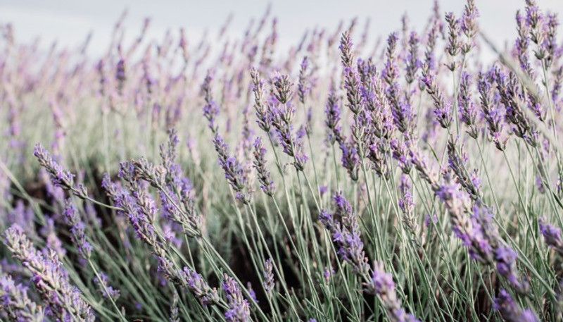 XOLDA Hybrid Lavender Seed  (62 per packet)