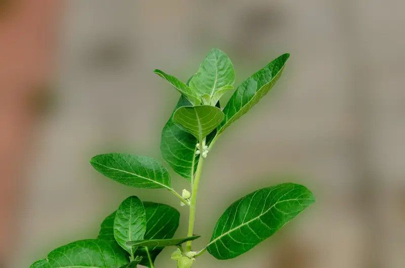 Nodoc Ashwagandha herbs Seed  (23 per packet)
