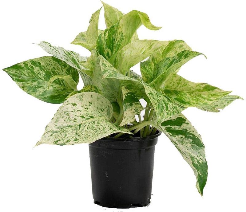 FasanGreen Money Plant  (Hybrid, Pack of 1)