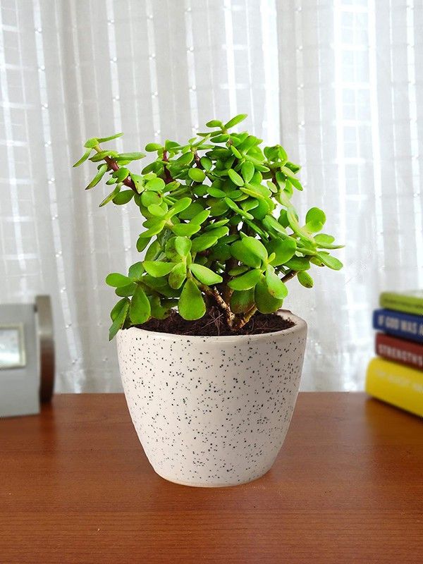 APRIX Jade Plant  (Hybrid, Pack of 1)