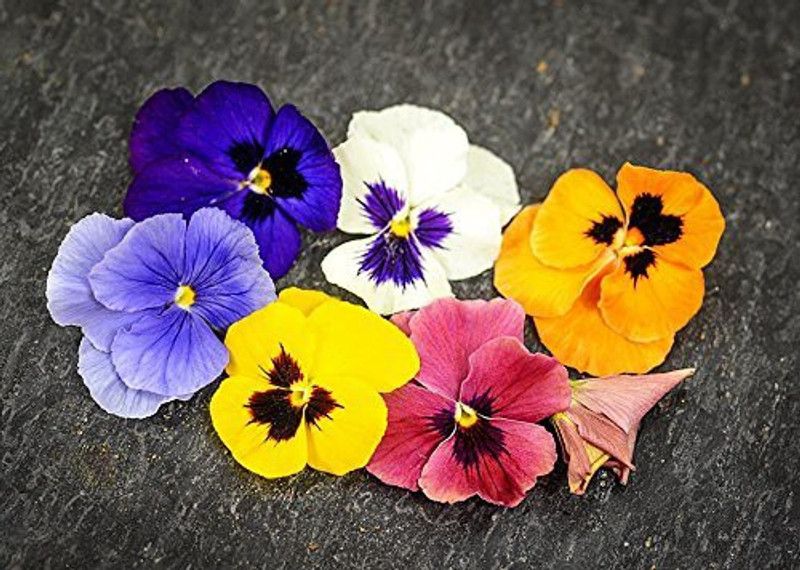 KANAYA Pansy Swiss Gaint Mixed Flower Seed  (50 per packet)