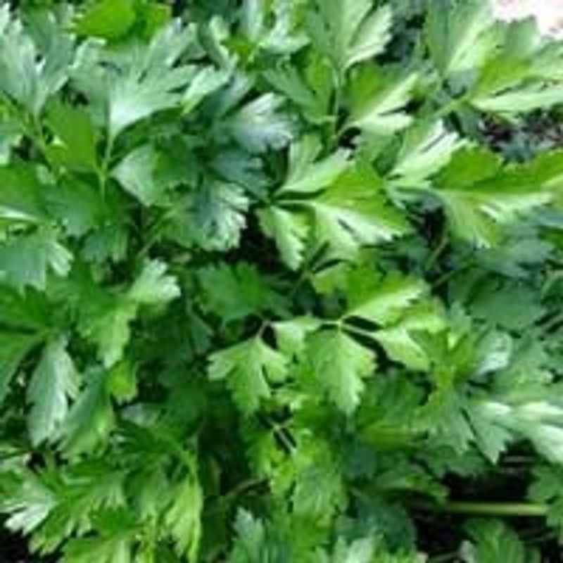 Nodoc Parsley Vegetable Seed  (49 per packet)
