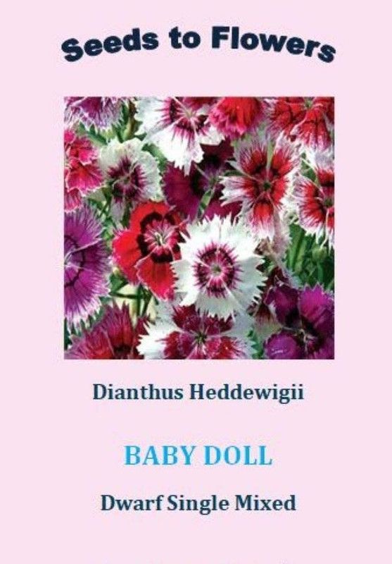 CYBEXIS Hybrid Dianthus HEDDEWIGII Baby Doll Single Mixed Seed  (50 per packet)