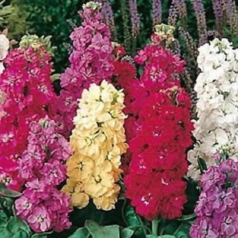 CYBEXIS Sugar and Spice Mix Stock Matthiola/Strong Spicy Scent/Flower Seeds Seed  (50 per packet)