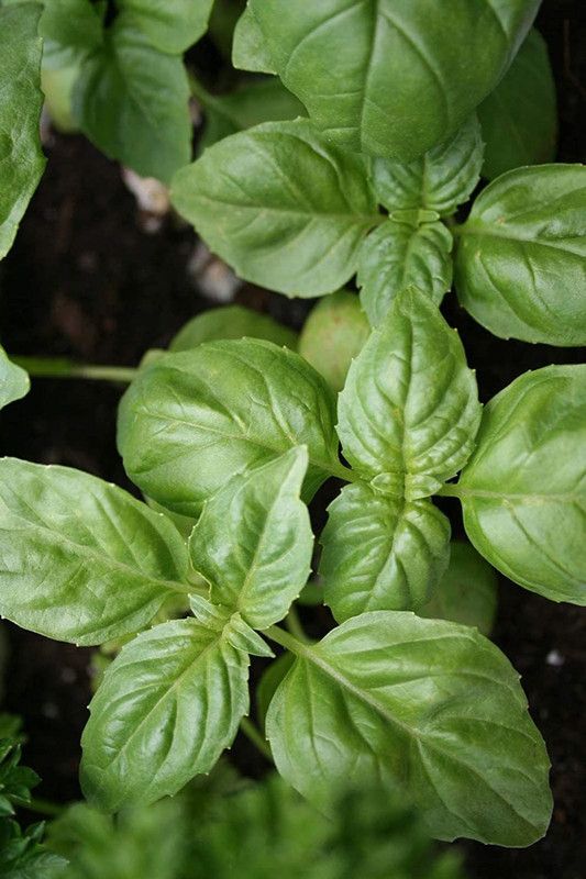 VibeX ® VMR-1 Genovese Sweet Basil Seeds Seed  (1000 per packet)