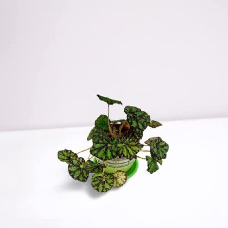 CYBEXIS Begonia Bowerae Roseflora Evergreen Seeds Seed  (25 per packet)