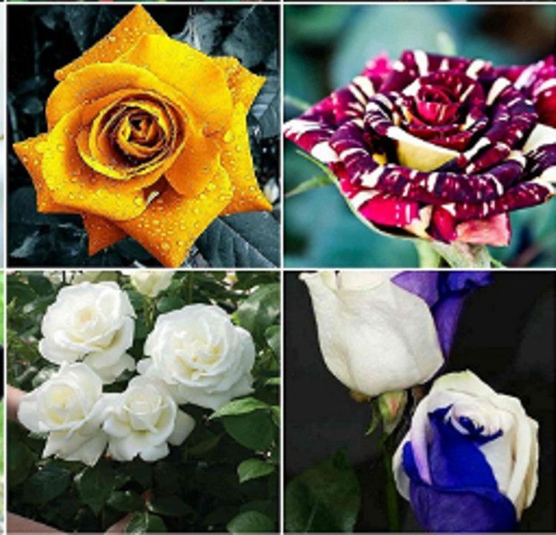 ROSEMERC imported rare mix beautifull roses(40 per pocket) Seed  (40 per packet)