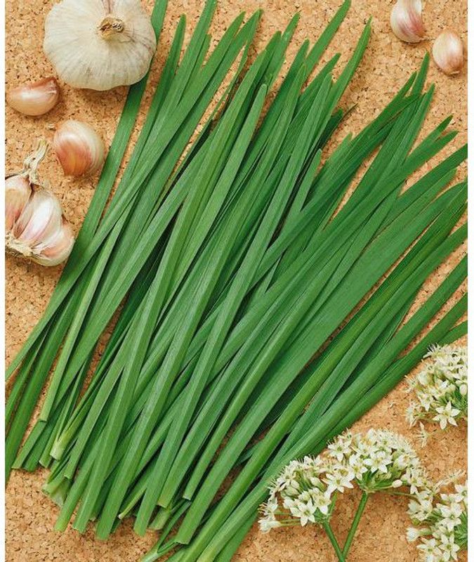Paudha Garlic Chives Seed  (11 per packet)