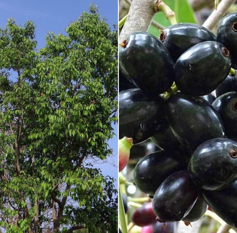 Vamsha Nature Care Jamun Plant  (Hybrid, Pack of 1)