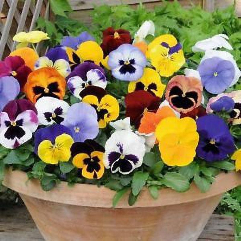 Mozette Pancy flower Seed  (11 per packet)