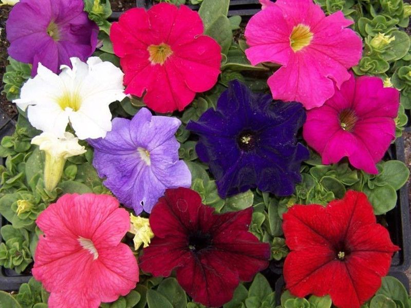 XOLDA Exotic Petunia Mixed Flower Seed  (25 per packet)