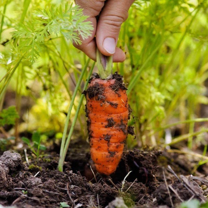 WILLVINE Vegetable - Carrot Royal Chantenay 3 Seed  (1000 per packet)