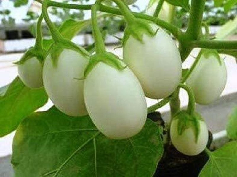 XOLDA White Brinjal Seed  (18 per packet)