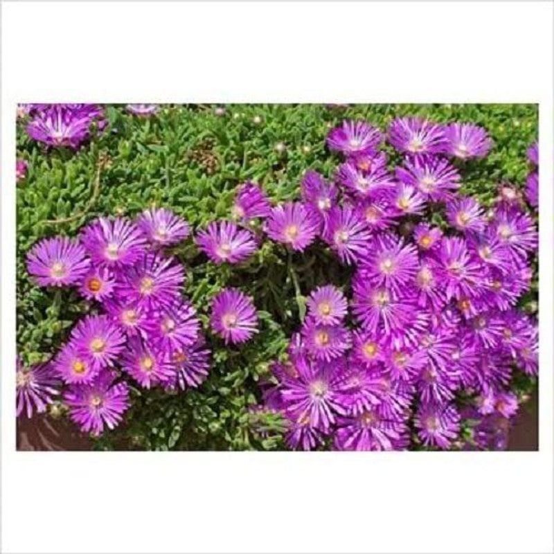 CYBEXIS F1 Hybrid MOUNTAIN ICE PLANT Magenta Fuchsia Delosperma Cooperi Flower Seeds Seed  (50 per packet)