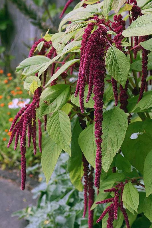 Arlo Amaranthus Love Lies Bleeding Seed  (25 per packet)