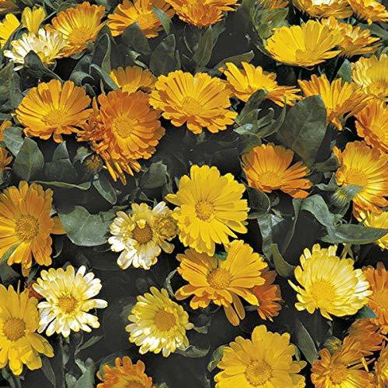 CYBEXIS Rare Calendula Flower" Daisy Mixed" Exotic Ornamental Seed  (50 per packet)
