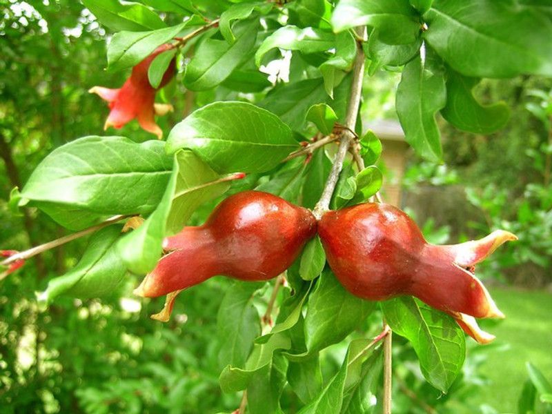 Corofitam Pomegranate Plant  (Hybrid, Pack of 1)