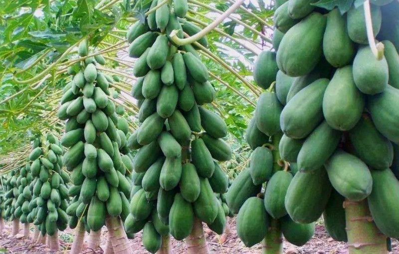 PEARL red lady 786 papaya Seed Seed  (100 per packet)