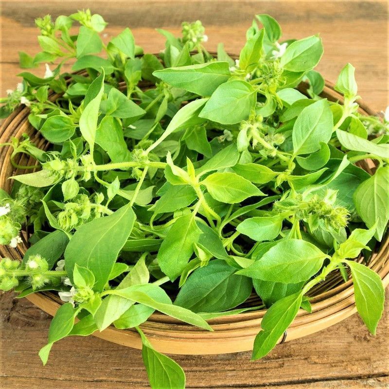 VibeX ® RXI-2 Lemon Basil Herb Seeds Seed  (1000 per packet)