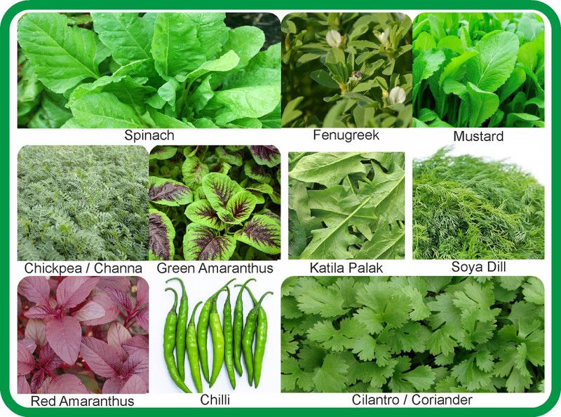 Aero Seeds 10 Variety Of Vegetable Seeds (Saag Special Combo Pack) With Instruction Manual. Seed  (10 per packet)