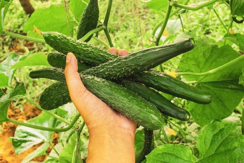 VibeX ® VLR-413 Long Green Cucumber Seeds Seed  (200 per packet)
