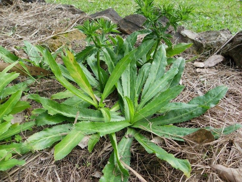 VibeX ® XLR-156 Eryngium Foetidium, Mexican Culantro Seed  (500 per packet)