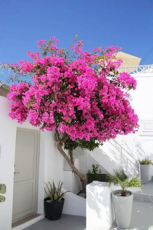 Click to purchase Bougainvillea Plant  (Hybrid, Pack of 1)