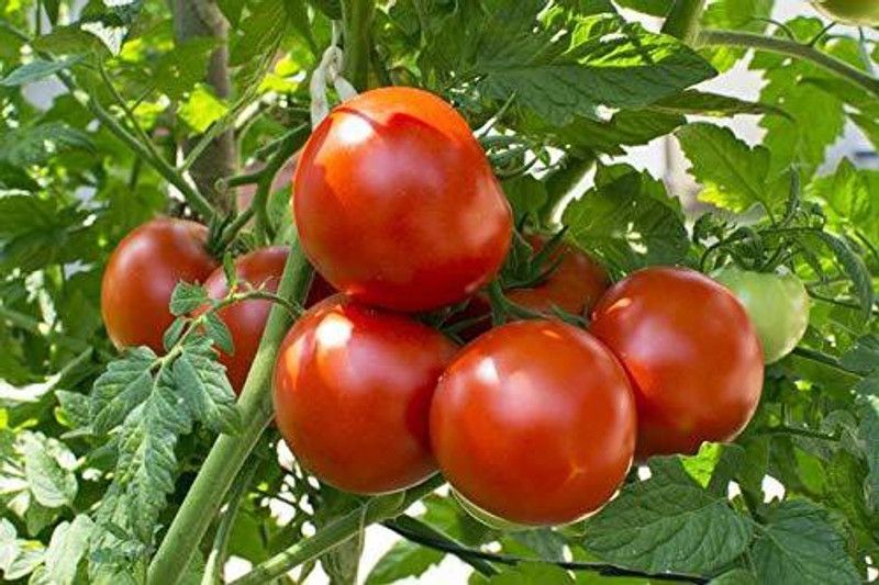 KANAYA Tomato Hybrid Seed  (650 per packet)