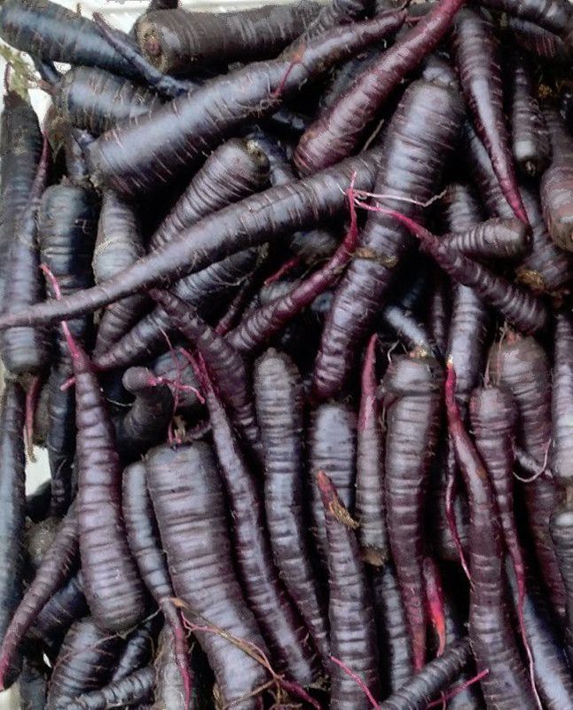 XOLDA Black Carrot Seed  (56 per packet)