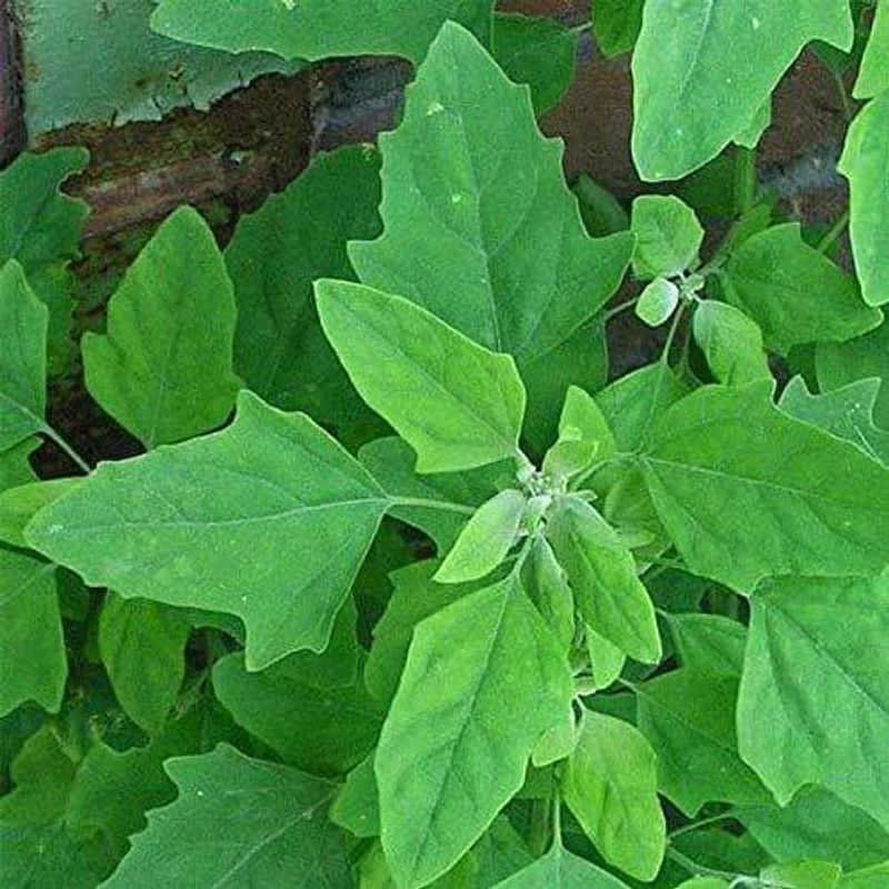 Aywal Bathua Saag Vegetable Seeds For Home Indoor Outdoor Gardening Seed  (250 per packet)