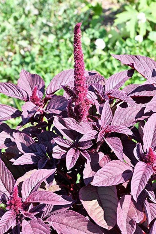 Nodoc Amaranthus red Seed  (56 per packet)