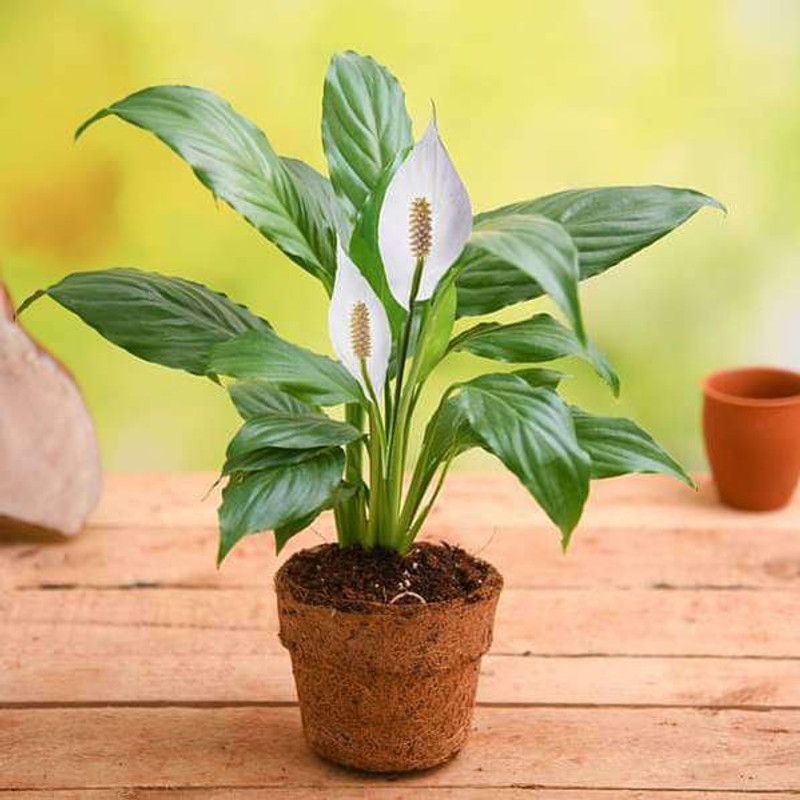 CHOUDHARY PLANTHUB Peace Lily Plant  (Hybrid, Pack of 1)
