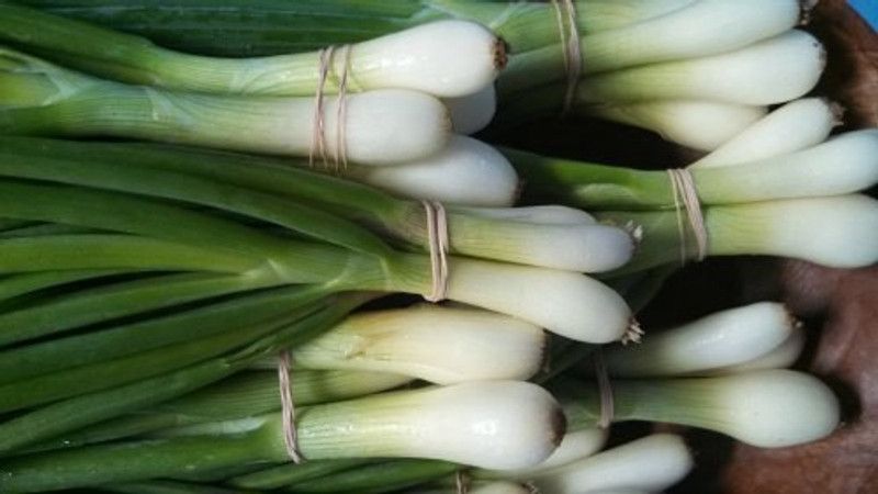 PMB Bunching onion Seed  (25 per packet)