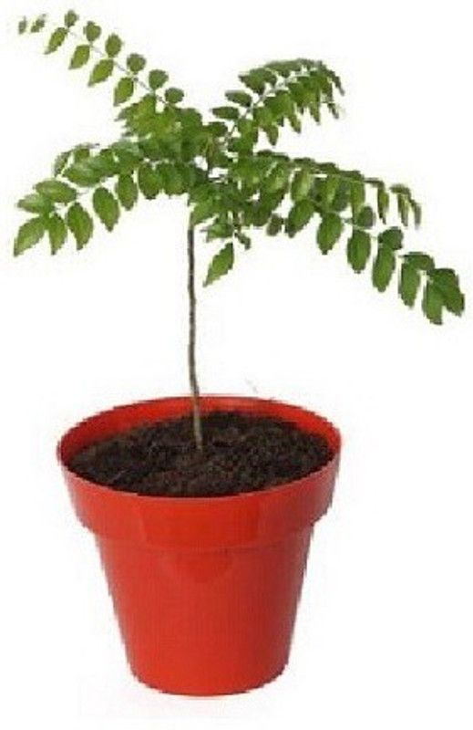 The Nursery Curry Leaf Plant  (Pack of 1)