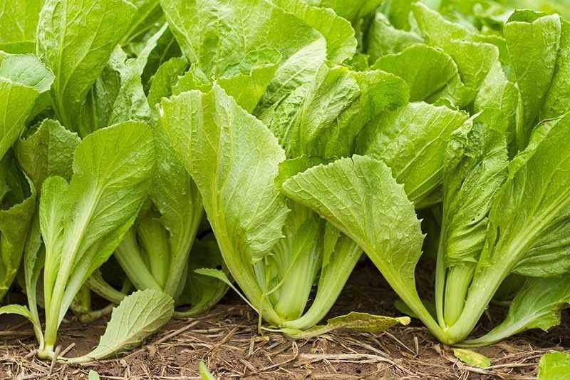 Paudha Mustard Leaves/Sarso Saag Seed  (21 per packet)