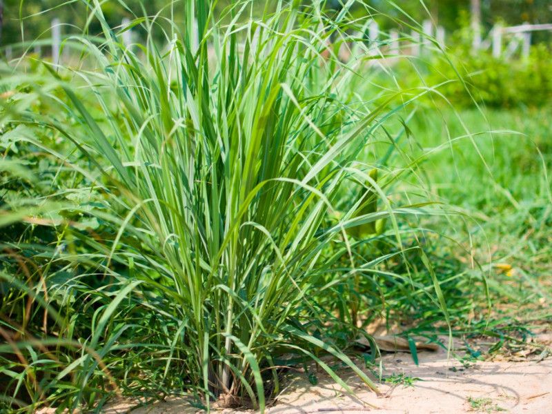 Paudha Organic LemonGrass Plant Seed  (30 per packet)