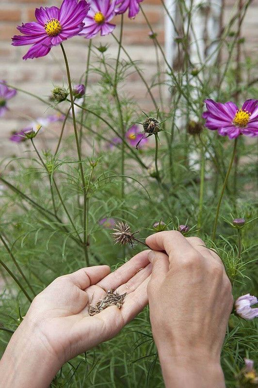 CYBEXIS F1 Hybrid Cosmos- Flower Seeds Seed  (25 per packet)