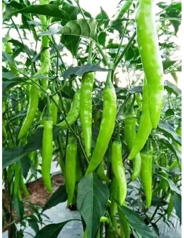 granthi Green long Variety Green Chilli Seed  (1500 per packet)
