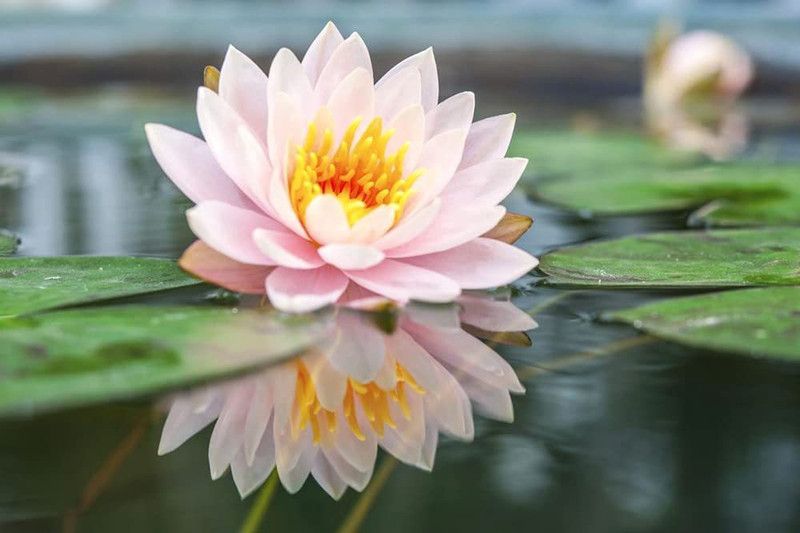VibeX ® VMR-51 Water Lotus Flower Bowl Pond Seed  (25 per packet)