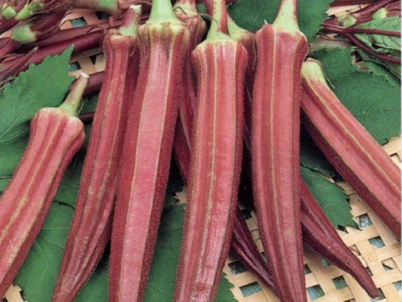 IndianAgro Burgundy Okra,Lal bhindi,Red okra Seed  (30 per packet)