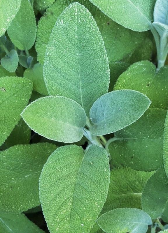 XOLDA Sage Seed  (17 per packet)