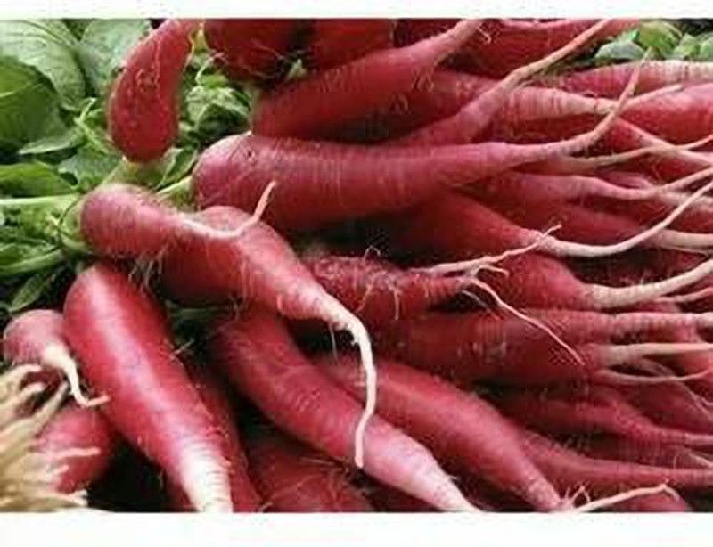 XOLDA Organic red radish Seed  (21 per packet)